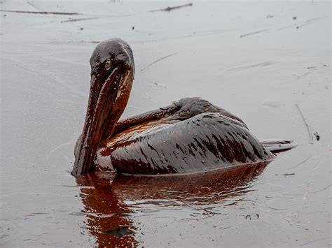 Deepwater Horizon Öljyvuoto; Merieläinten Kuolema ja Ympäristötuhon Vaikutukset